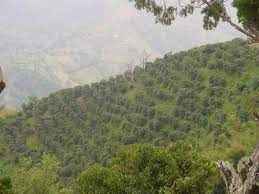 We did not find results for: Jamaican Blue Mountain Coffee Rich Tradition Richer Beans