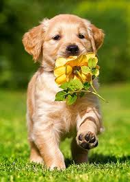 Kopeginizin Gercek Yasi Nasil Hesaplanir 2020 Yavru Kopek Ev Kopekleri Golden Retriever