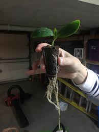 How to pollinate summer squash. Look At These Zucchini Roots Look At Them Only 8 Days Old Gardening