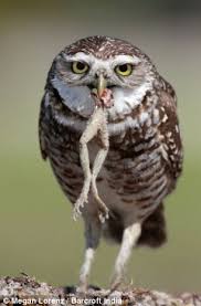 Bite Off More Than You Can Chew Gif Hoot Cuisine Owl Bites Off More Than He Can Chew Owl Owl Pictures Owl Species