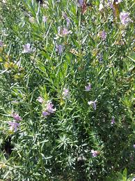 Image result for Rawsonia