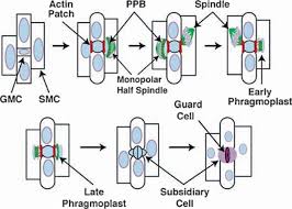 Telophase is the fifth phase of mitosis and the final phase of meiosis as well. Cell Biology Of Maize Leaf Development Springerlink