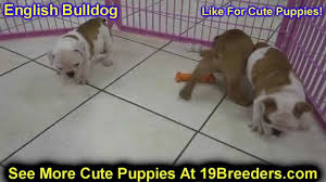 If you feel that you are someone who would like to help out by volunteering or fostering one of our amazing adoptees please fill out one of. English Bulldog Puppies Dogs For Sale In Tampa Florida Fl 19breeders Fort Lauderdale Youtube
