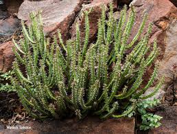 Image result for Euphorbia griseola