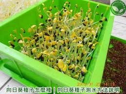 有機芽菜芽菜種子芽菜機芽菜箱水耕盤 向日葵種子怎麼種 向日葵種子泡水方法說明 vegetables plants celery