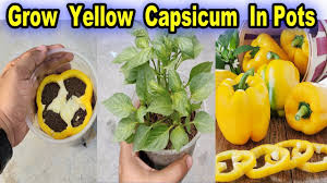 Learn how to grow peppers in containers and in the garden. Easiest Method To Grow Yellow Capsicum Bell Peppers In Pot Yellow Pepper Seedling Method Youtube
