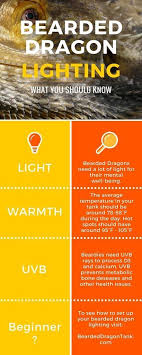 Bearded Dragon Lighting Facts More Info On Beardeddragontank Com Bearded Dragon Baby Bearded Dragon Bearded Dragon Lighting