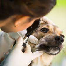 Take out pet insurance for dogs, cats, rabbits and horses to cover against unexpected veterinary fees and third party liability. It Is National Pet Health Insurance Month Bothell Pet Hospital