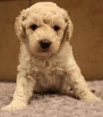 Maybe you would like to learn more about one of these? F1b Mini Medium English Goldendoodle Puppies For Sale In Montrose Colorado Classified Americanlisted Com
