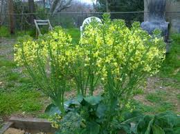 Try moving them to a location in your garden where they can get at least 6 hours per day. Why My Broccoli Leaves Turning Yellow Vegetable Gardenerx