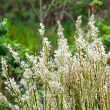 Image result for Andropogon