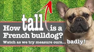 How Tall Is A French Bulldog Height Measured Video