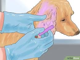 Sé un buen amigo de tu perro. 3 Ways To Dye Your Pet Wikihow