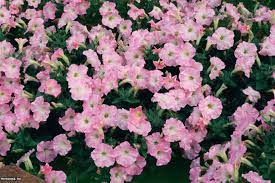 Petunias Pop 11 Varieties Worth A Gander Petunias Flower Pots Trailing Flowers