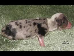 mini australian shepherd blue merle growth and development