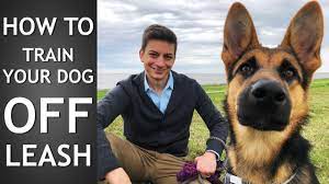 Off Leash Training How To Train Your Dog To Listen Off Leash Youtube
