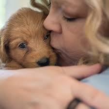 Noble Vestal Labradoodles