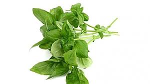 Khasiat_kemangi #manfaat_kemangi #bahaya_kemangi sempugita mengetengahkan bahayanya daun kemangi dan 15 lebih. Sperma Ini Manfaat Daun Kemangi Sebagai Obat Herbal Yang Tidak Banyak Diketahui