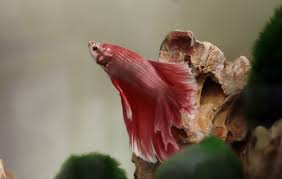 Fin or tail rot is a treatable and preventable disease. Betta Fish Fin Rot Symptoms Cause Treatment