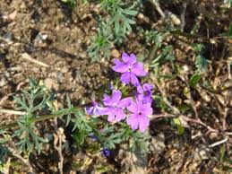 Image result for Verbena aristigera