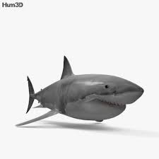 Great White Shark Hd In 2020 Great White Shark White Sharks Shark