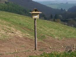Today, barn owls are often found roosting and nesting in old barns or abandoned buildings. Pole Mounted Nest Box For Barn Owls The Barn Owl Trust