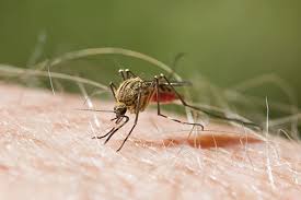 To protect yourself from mosquitoes, apply. Why Do Mosquito Bites Itch And Other Questions Terminix