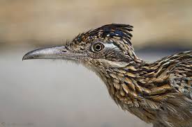 We did not find results for: New Mexico State Bird Roadrunner