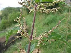 Image result for Urtica massaica