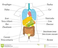 Latein Der Inneren Organe Bezeichnet Als Anatomie Diagramm Vektor Abbildung Illustration Von Karosserie Rektum 99894050