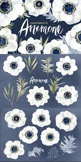 Watercolor Anemone White Flowers 21289 Illustrations Design Bundles Flower Drawing Flower Painting Anemone