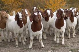 You could begin a goat. What You Need To Know Before Starting A Goat Farming Project What Are The Requirements Best Farming Tips