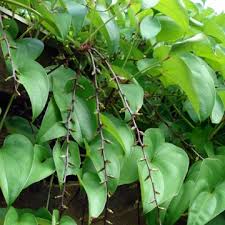 Image result for Dioscorea alata