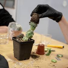In this episode on azflora eng we will show, how. Introduction To Grafting Cacti Mediamatic