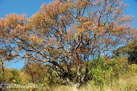 Image result for Kirkia