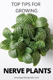 Nerve Plant Care Fittonia Grow Nerve Plants With Ease Top Tips For Growing Nerve Plants Nerve Plant Plants House Plants Indoor
