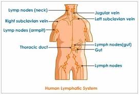 Pin On Chi Balance Cupping Blood Letting Electro