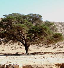 Image result for Acacia gerrardii