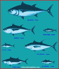 سمك التونة وانواعه قسم انواع الاسماك سمك انواع الاسماك مع الصور الموقع الزراعي ومنوعات اخرى animals whale fish