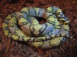 Mandarin Rat Snake Care Sheet Rat Snake Snake Reptile Magazine