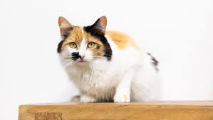 Cat hair loss or thinning hair down the middle of the back to the rump indicates a flea problem. Hair Loss In Cats Causes Treatment Purina
