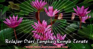 Oct 10, 2016 · bunga pada terate antara lain kuncup (miskin), setengah mekar (sederhana), dan mekar (kaya) yang mengandung maksud bahwa dalampsht tidak membeda0bedakan siapapun orangnya. Belajar Dari Tangkai Bunga Terate Psht Cabang Lampung Barat