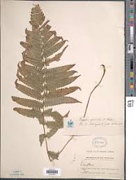 Image result for Christella hispidula