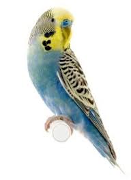 Birds For Sale In Ohio Winged Addition Best Bird Breeds For First Time Owners Bird Breeds Budgies Pet Supplies Plus