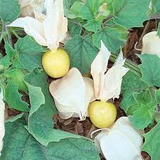 Planting a tomato in a greenhouse. Pineapple Tomatillo Tomatillo Seeds Totally Tomatoes