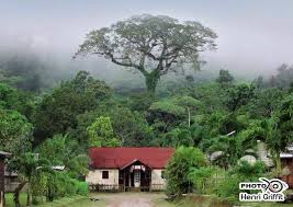 Le Plus Bel Arbre De France 2015 Le Fromager De Saul Guyane Photo De Henri Griffit Guyane Pinterest Bau Et Bionik