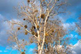 Image result for Ampelocissus abyssinica