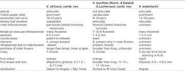 Image result for Vepris renieri