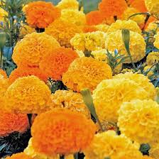 Image result for Tagetes erecta