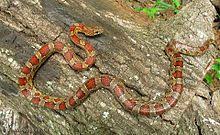 Corn Snake Wikipedia